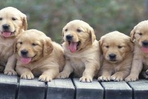 狗身上的跳蚤怎么去除，喷洒花露水可以有效除蚤