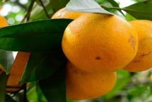 好吃的橘子品种，主产于广东、湖南、四川、广西等省份
