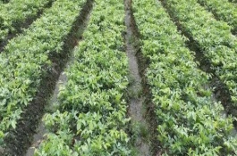 几天可以看出红豆种子发芽，一般为每年5-6月份