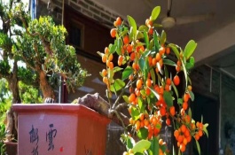 金豆下山桩怎么栽种，定期追施经过稀释的肥液才能满足其养分需求