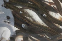 一亩池塘适合养多少泥鳅，通常可投放5-10万尾左右