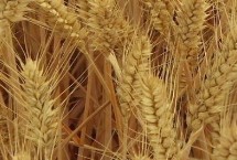 济麦44小麦栽培技术要点，全生育期231.4天