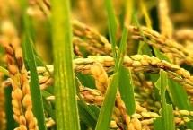 水稻成熟的季节，高产稻为1000-1200斤左右/亩