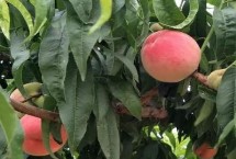 水蜜桃的种植环境，修剪枝叶与树根之后再定植