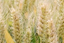 西农719小麦栽培技术要点，与对照品种周麦18熟期相当