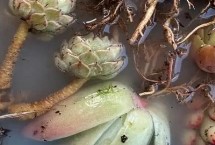 多菌灵可用于土壤吗，浸泡1-2分钟为佳