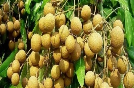 广东省云安的特产，包括龙眼、三月红荔枝等品种