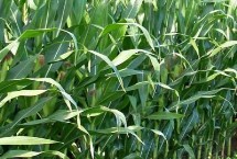 红壳1号玉米栽培技术要点，密度4000株/亩左右