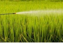 有哪些碱性农药，包括敌敌畏、敌百虫等有机磷制剂