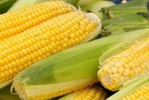 大槐77玉米栽培技术要点，中抗大斑病