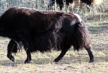 一头牦牛有多重，包括白牦牛、九龙牦牛、高山牦牛等种类