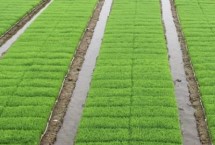 智龙优2877水稻栽培技术要点，全生育期118.6天