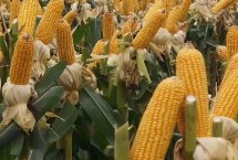 HA809玉米栽培技术要点，中抗茎腐病