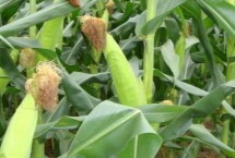 佳149玉米栽培技术要点，普通玉米品种