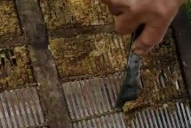 蜂胶的来源，覆盖和覆布上较多