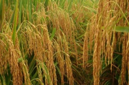 产量高且口感好的水稻品种，低产田和高产田分别为600-700斤、1000-1200斤左右