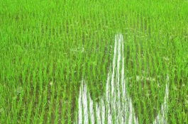 华浙优1号水稻栽培技术要点，该品种亩有效穗14.1万