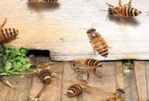 中蜂育王棒标准尺寸是多少，成功率非常低