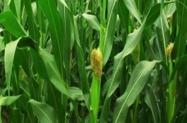 晋单75号玉米品种简介，生育期131天左右