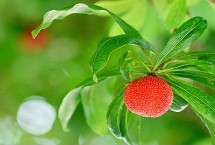 杨梅树的嫁接时间及方法，荸荠杨梅为我国著名良种