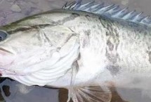 摄食规律，泥鳅是钓饵首选