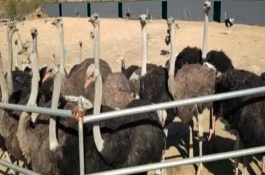 鸵鸟的养殖注意事项，不需要提供能量过多的饲料