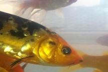 锦鲤为什么会</strong><strong>掉鳞，可能是受到细菌感染