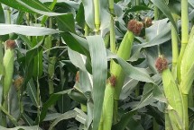 农华711玉米栽培技术要点，注意防治病虫害