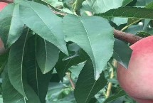 黏质土适合种什么水果，适合种桃、龙眼、枇杷等