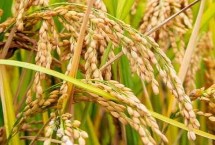春优987水稻栽培技术要点，全生育期为142.4天