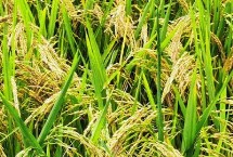 英两优华占水稻栽培技术要点，4月中下旬播种