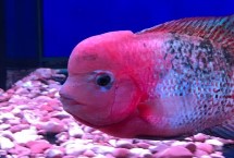 罗汉鱼最佳水温，需根据生长阶段调整温度