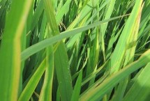 新源8优258水稻栽培技术要点，全生育期132.9天