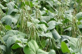 种植绿豆怎么施肥，晚上8点过后最适合浇水