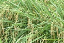 吉农大668水稻栽培技术要点，每亩插足基本苗5万以上