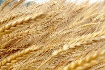 嘉丰81号小麦栽培技术要点，做好病虫害防治