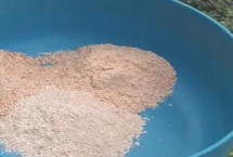 土鲮鱼喜欢吃什么饵，最喜欢腥味型和香味型饵料