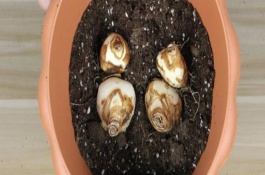 水仙花败了后怎么处理，需将鳞茎上的烂根和枯根剪掉