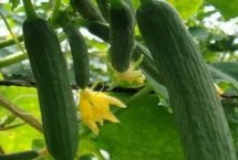温室黄瓜出现肥害的应对方式，可应用增光保温防灾技术或适当早采收等