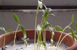 牛奶浇花的好处和坏处，纯牛奶兑水可以浇花