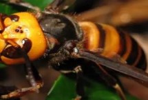 虎头蜂怕什么气味，先用食醋等弱酸性溶液冲洗