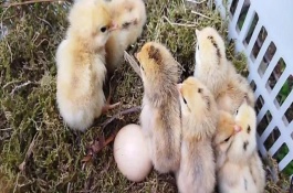 什么时候孵小鸡最合适，一般需要21天左右