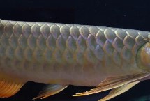 龙鱼尾巴断了还能长出来吗，断尾了还会长出来