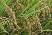 裕粳1号水稻栽培技术要点，全生育期139.6天