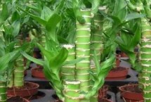 荷花竹摆放在哪里好，适合居室中摆放