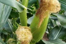 L2318玉米栽培技术要点，适宜播种期4月下旬至5月上旬