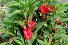 凤仙花的生长条件，播种的时间选择在3-4月份为佳