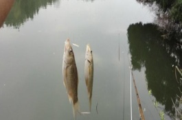 初春钓鲫鱼用什么饵料，背风、食物多、富含溶氧的位置适合垂钓