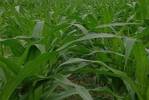 宇玉801玉米栽培技术要点，夏播生育期105天