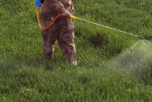 小麦病虫害有哪些，常见类型有这8种